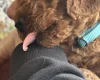 Cockapoo