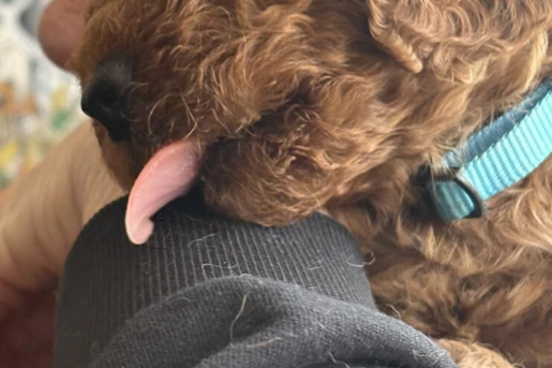 Cockapoo
