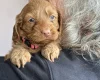 Cockapoo