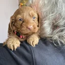 Cockapoo