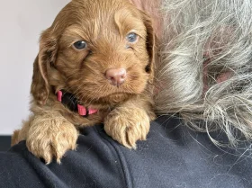 Cockapoo