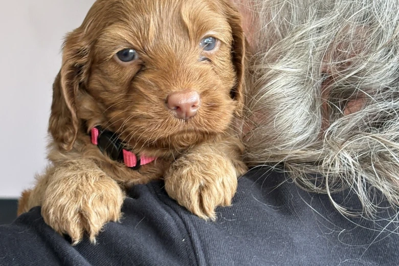 Cockapoo