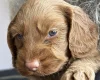 Cockapoo