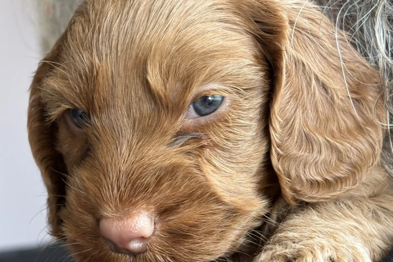 Cockapoo
