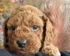 Cockapoo
