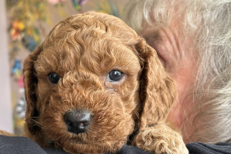 Cockapoo
