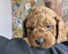Cockapoo