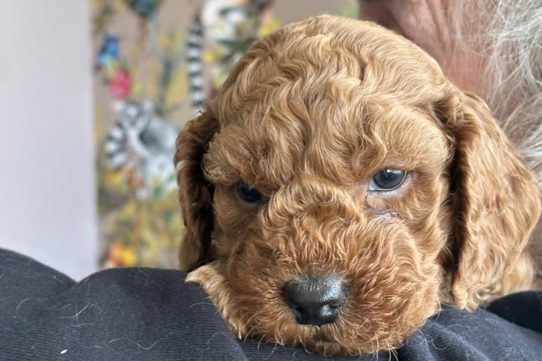 Cockapoo