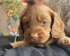 Cockapoo