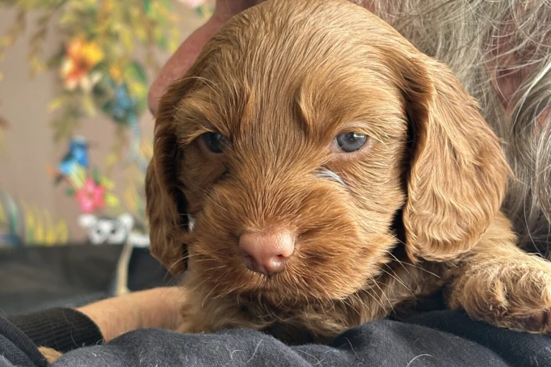 Cockapoo
