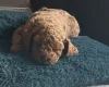 Cockapoo