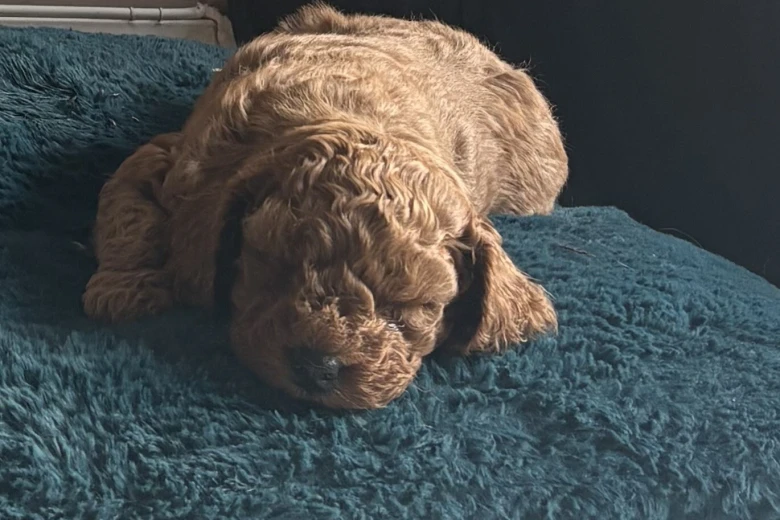 Cockapoo