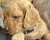 Cockapoo