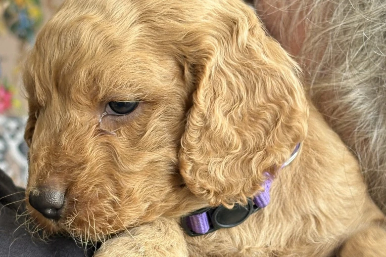 Cockapoo