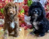 Cockapoo