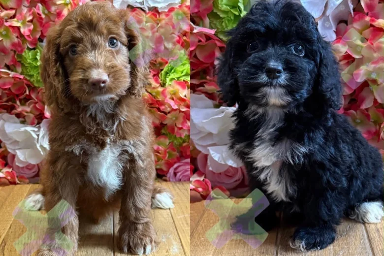 Cockapoo