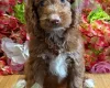 Cockapoo