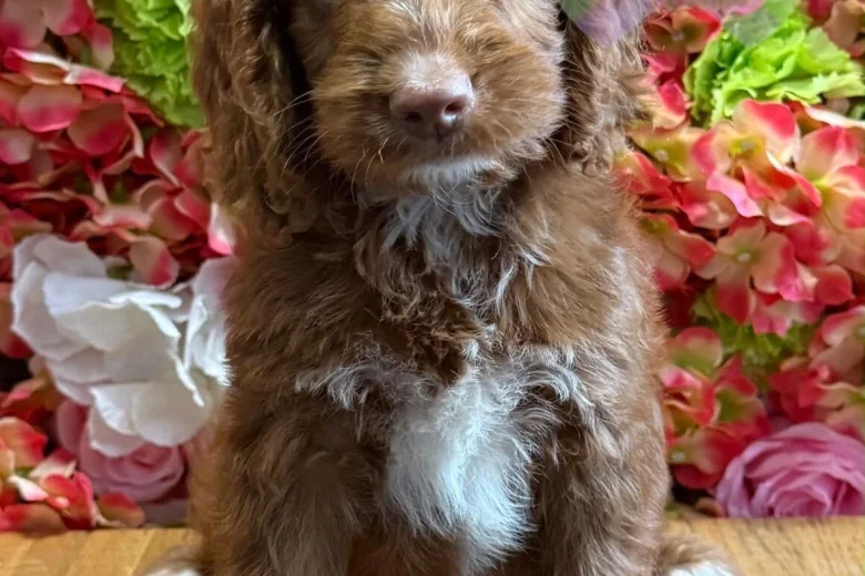 Cockapoo