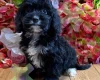 Cockapoo