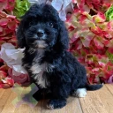 Cockapoo