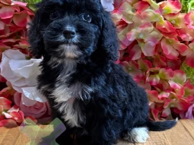 Cockapoo