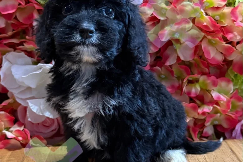 Cockapoo