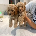 Cockapoo