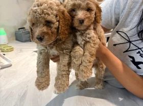 Cockapoo
