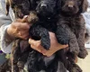 Cockapoo