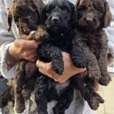 Cockapoo