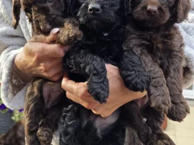 Cockapoo