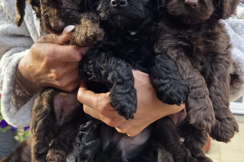 Cockapoo