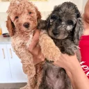 Cockapoo