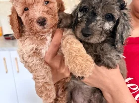 Cockapoo