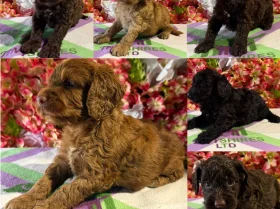Cockapoo