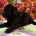 Cockapoo