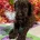 Cockapoo