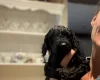 Cockapoo