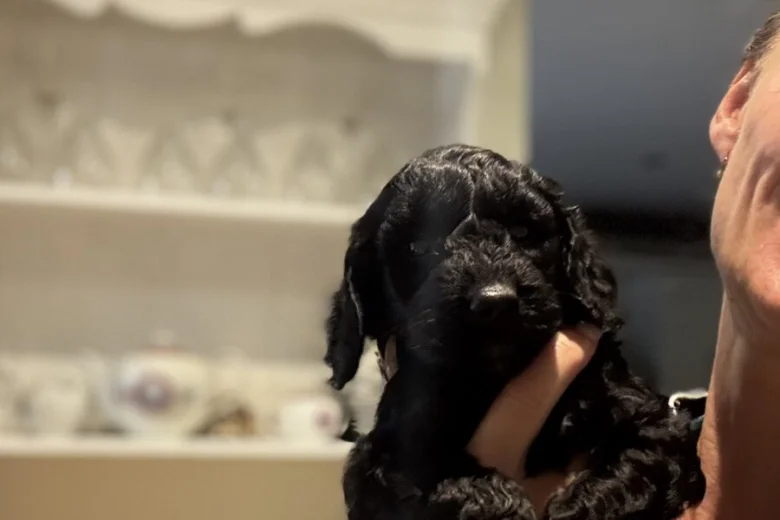 Cockapoo