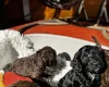 Cockapoo