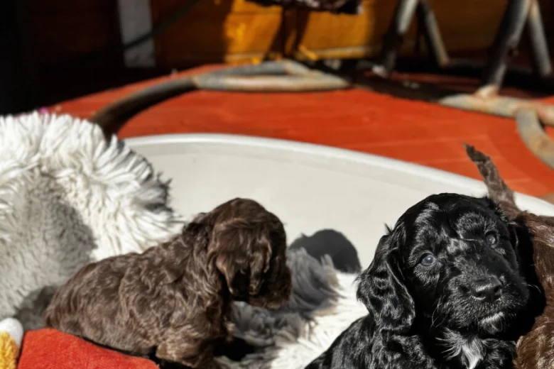 Cockapoo