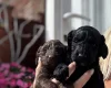 Cockapoo