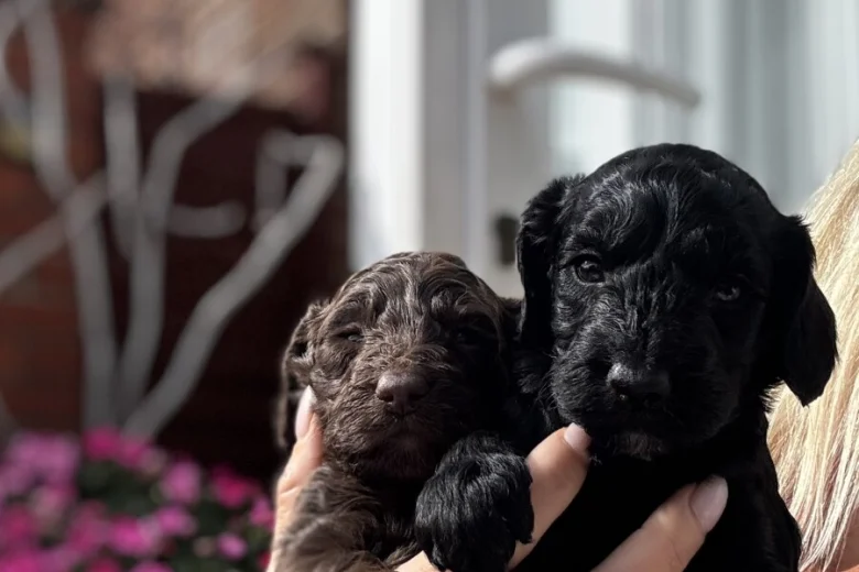 Cockapoo