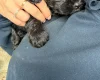 Cockapoo
