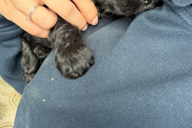Cockapoo