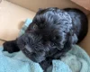 Cockapoo