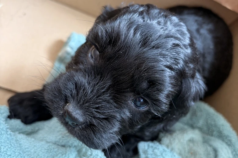 Cockapoo