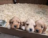 Cockapoo