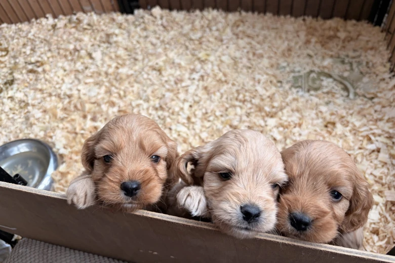 Cockapoo