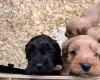 Cockapoo